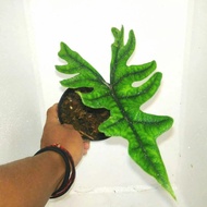 alocasia jacklyn super