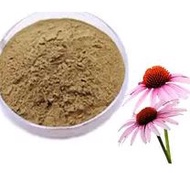 Echinacea Powder Extract 30g - 250g 紫锥菊粉提取物