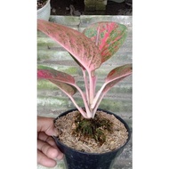 aglaonema red stardust aglaonema cantik aglaonema murah eygrho 6350ed