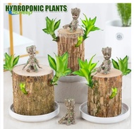 Tall Mini Brazilian Wood Potted Clean Air Lucky Wood Potted Hydroponic Stump Desk Plant