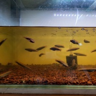 Ikan Channa Red Barito Size 6 cm Asli