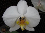 P.amabilis ( Sabah )沙巴阿嬤 , 秀麗典雅 , 絕美到不行的大花品系蝴蝶蘭 ! (瓶苗 )