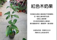 心栽花坊-紅果木奶果/紅色木奶果/4吋/水果苗/嫁接苗/售價900特價700