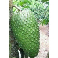 Baja Buah Durian Belanda Fertilizer Soursop - Sangat Berkesan