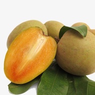 [Best Buy] Pokok CIKU MEGA Hybrid Boleh Berbuah Dalam Pasu/ Live Plant