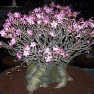 Biji Benih Bibit Bonsai Adenium Arabicum - Black Somalense