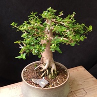 台灣壽娘子 盆景  連盆 PlantBonsai 植物 盆栽  小樹 新居 老樁  禮物 gift【實拍。只此一盆】