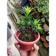 Real live plants#植物#Bonsai podocarbus small leaf#雀舌罗汉松#迷你盆栽#