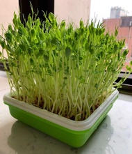  麻豌豆 種子 屋企種菜 水耕種植 水培種植 自給自足😉