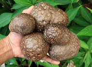 Air potato dried fruit (diocorea bulbifera) Barahikand Bitter Yam Cheeky Air Yam Aerial Yam Ubi kemi