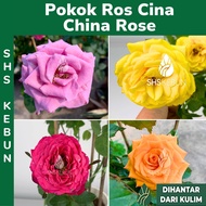 Pokok Ros Cina China Rose Pokok Bunga Outdoor Pokok Hidup Live Plant SHS Kebun