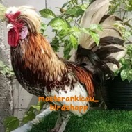 ayam hias Poland bertanduk jantan dewasa mewah siap produksi
