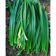DAUN PANDAN SEGAR POKOK PANDAN SEGAR 1 IKAT 1 KG