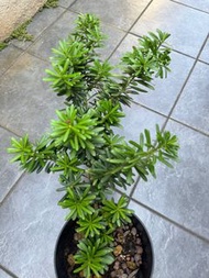 台灣金鑽羅漢松 60cmx35cm