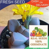 ♞,♘,♙Succulent Seeds Lapidaria Margaretae T12  High germination Flower Seeds like our other Plant S