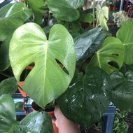 monstera deliciosa viral