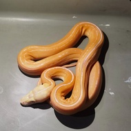 retic albino tiger golden child sun