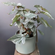 Bunga Begonia CROSSROADS - Tanaman Hias Begonia Crossroad