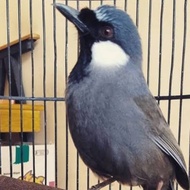 Burung Poksay Hongkong Jantan rawatan JOGET " RAJIN