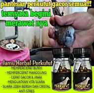JAMU TRADISIONAL PERKUTUT ISI 100 BUTIR cepat manggung bocor super gacor full kerot jpj pil apbnvita