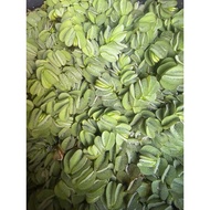 Giant salvinia auricilata(pokok kiambang lipan) tumbuhan air untuk guppy dan betta