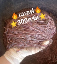 ไส้เดือน AF บรรจุ 300 กรัม