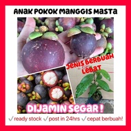 Rina • anak pokok manggis Masta • dijamin segar hybrid cepat berbuah lebat fruit sapling malaysia li