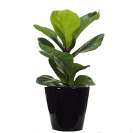 Ficus lyrata, Fiddle-leaf fig in ceramic pot