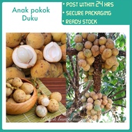 PBN - anak pokok duku - pokok bunga nursery pidjitan pisitan langsat duki lansa fruit sapling cepat 