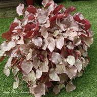 begonia pokok asam batu