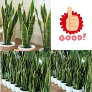 ISI 10 Tanaman Lidah Mertua Hidup, Tanaman Lidah Mertua Jumbo, Tanaman Lidah Mertua Jumbo Super