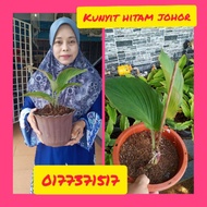 Kunyit hitam/pokok kunyit hitam/black tumeric/kunyit hitam thailand