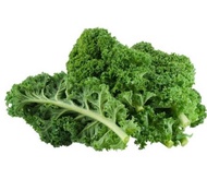 羽衣甘藍種子 沙律菜 蔬菜之王 種植 植物 寵物糧食 蔬菜 園藝 kale plant seed gardening