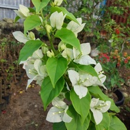 tanan hias bunga Bougenville ekor musang putih / pohon bougenvile