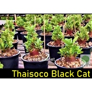 Adenium 富贵花 Thaisoco Black Cat 5/10 Seeds-Benih-种子. Thailand Origin (Ready stock in Msia)