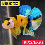 Yellow Koi Galaxy Gold / Banana Ikan Cupang Hias Jantan Betina