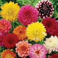 Flower Seed Four Seasons Seed Gypsophila Sunflower Cosmos Hundred Sunflower Sunflower Daisy Mint