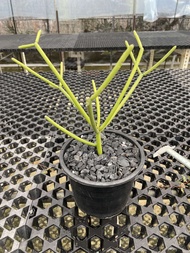 Euphorbia tirucalli  火珊瑚 cactus succulent