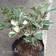 triangularis ficus (sweetheart) small