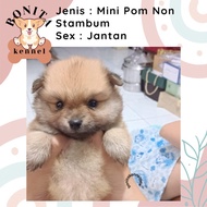 TERBATAS Jual Anjing Mini Pom Pomeranian Anakan Anjing Mini Pom Non