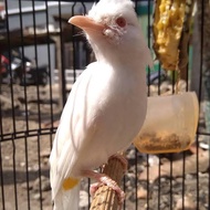 Burung kutilang putih albino