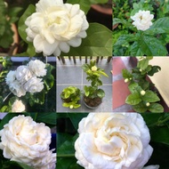 POKOK BUNGA MELUR SUSUN HARUM & WANGI / MELUR ROSE / JASMINUM SAMBAC GRAND DUKE TUSCANY