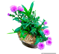 tanaman hias pikok bunga ungu