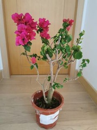 粉紅色三角梅盆栽