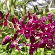 Bibit Anggrek dendrobium Caesar Red Dewasa Spike