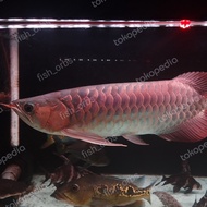 Hiasan Aquarium Arwana Super Red