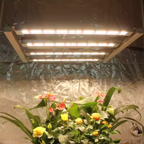 2025 Figolite Latest Samsung LM301H EVO 240W 320W 480W 600W 720W 1000W Quantum Tech LED Bar Grow Lig