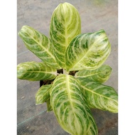 Sindo - Aglaonema Soft Green Live Plant 4S9ZMFJITY