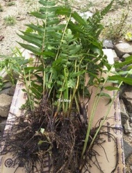 Malaysia Stock Pokok Paku Pakis Matang(Sedia untk dituai) /Pokok Pucuk paku Subur Paling Murah