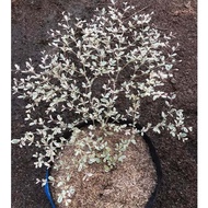 Variegated African Talisay Small Size  with FREE garden soil, plastic pot and marble  chip pebbles